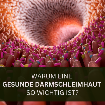 Warum eine gesunde Darmschleimhaut soooooo wichtig ist? 🤔